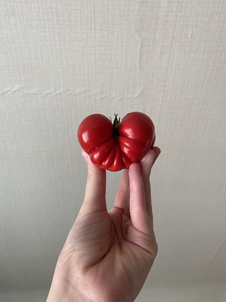 A hand holding a bright red, beefsteak tomato.